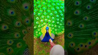 Peacock peacocking nature birdsoun bollywood song [upl. by Llerraj]