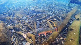 Ice Fishing for BROOK TROUT Underwater View [upl. by Dow416]