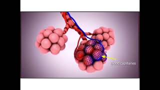 Gaseous Exchange In Alveoli  10th Class Biology  Chapter 1 Lecture 8 [upl. by Brandtr808]