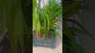 elaichi इलायची plant gardening balconygarden gardeningtips growbag homegarden seeds [upl. by Zeitler]