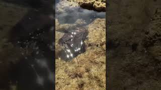 Aldinga Reef Cuttlefish [upl. by Darci]