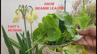 Grow Brahmi leavesIndian Penny WortGotu Kola plant at home using 4 easy methodsTerrace Gardening [upl. by Ellie765]