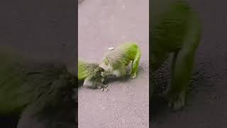 Crazy monkey fighting in the road 🙀 shortvideo wildlife feed monkey [upl. by Nosyarg]