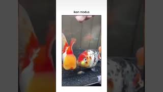 Just funny fish funnypets comedycraze memes comedy funny [upl. by Iemaj]