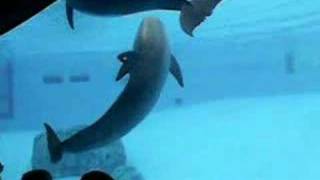 dolphins swimming at the Corpus Christi Aquarium [upl. by Cammi]