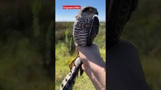 catch a Falcon attack a pegion falcon aatack pigeonpigeon viral highflaingpigeon [upl. by Sandry]