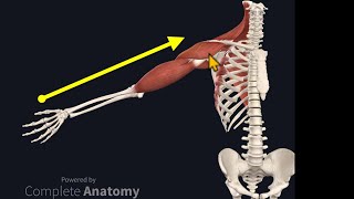 Osteopathy Treatment Techniques Treating the Shoulder [upl. by Adnoma]