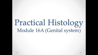 Practical Histology  Module 16A Genital system  Assessment [upl. by Ahsaf]