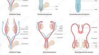 Development of Male external genitalia Part 02  2nd Year MBBS OSPE [upl. by Atsev]