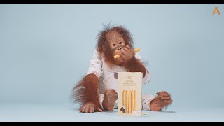 Animalia  Orangutan Benji samples some snacks ASMR [upl. by Haleehs]