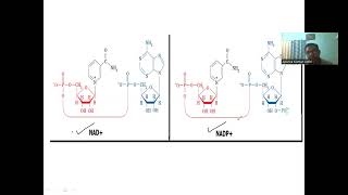 Nicotinamide adenine dinucleotidephosphate as cofactor cofactors biochemistry [upl. by Idarb]