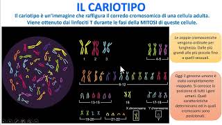 IL CARIOTIPO [upl. by Terzas]