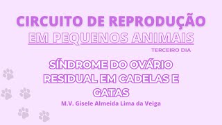 Dia 3  Cicrcuito de Reprodução em Pequenos Animais [upl. by Aham]