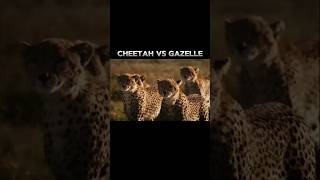 Cheetah vs gazzele full speed 🔥💀 trending viral viralshorts shorts animals cheetah bigcats [upl. by Nayllij314]