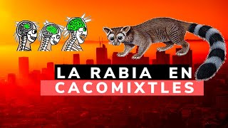 LOS CACOMIXTLES Y LA RABIA RESOLVIENDO DUDAS [upl. by Weissmann]