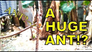 Weaver Ant Queen Philippines [upl. by Kimmy]