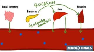 Blood Glucose Regulation and Diabetes [upl. by Ellevart]