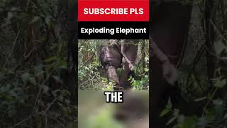 A Dramatic Rescue Elephants Swollen Leg Near Explosion [upl. by Hermosa]