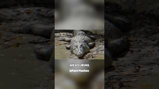 Beware 😨 Monster on the move 🐊  Discover Chasing the Giant Crocodile full documentary on EasyDocs 🔥 [upl. by Morrell]