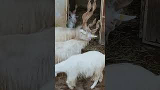 Questa capra ha un modo di corteggiare davvero buffo😂 animals funny funnyanimals goat [upl. by Ahsinehs]