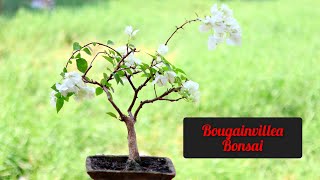 Bougainville Bonsai  How To Make A Bougainvillea Bonsai  Update [upl. by Laertnom]