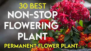 30 best permanent flowering plants in India  nonstop flowering plants  perennial flower plants [upl. by Woolley719]