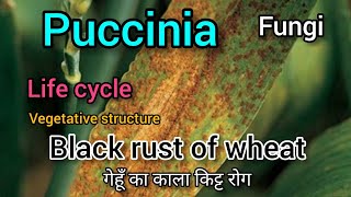 puccinia graminis life cycle Puccinia graminis characteristics Black rust of wheat Fungi कवक [upl. by Nils689]