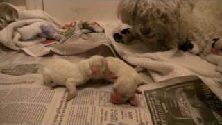 Shih Poo Puppies first born [upl. by Christiana992]