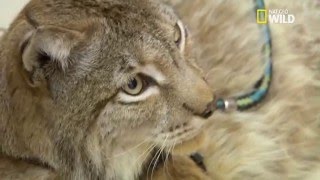 Un lynx chez le vétérinaire [upl. by Sacks]