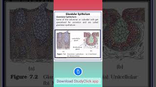 Glandular Epithelium  Structural Organisation in Animals neet classxibiology [upl. by Mcallister]