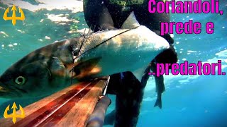 Pesca Sub  🔱 Coriandoli prede e predatori Pesca sub Sardegna [upl. by Nesaj855]