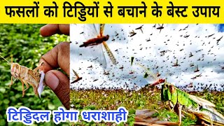 टिड्डी दल से फसलों को बचाने के बेस्ट उपाय  locust control methods  tiddi dal attack  टोळ धाड [upl. by Bradlee]