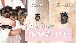 RAISING TINY YORKIE PUPPIES ♡ Age 3  12 Weeks [upl. by Alyakam656]