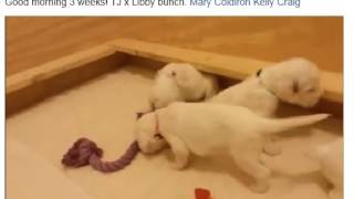 English Setter Puppies 3 Weeks [upl. by Yanaton]