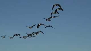 Geese With Flying Sounds [upl. by Yrrehc]