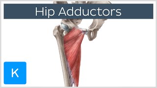 Anatomy of the Hip Adductor Muscles  Human Anatomy  Kenhub [upl. by Aletta374]