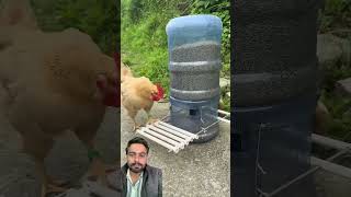 chicken funny pets cute animals agriculture farming foryou [upl. by Ttelrahc]