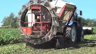 Sugar beet harvest ﾋﾞｰﾄ収穫 [upl. by Drarig]