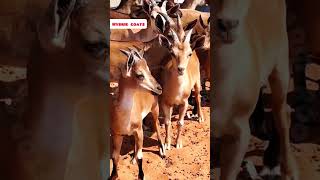 GoatDeer hybrid rooftop GOAT farming facts earn pets animals [upl. by Gnuhn208]