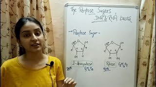 Pentose Sugars  Nitrogenous Bases  Structure of DNA  Lecture 6 [upl. by Ednalrim44]