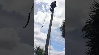 coconut tree cutting service in pattukkottai sabarinathan [upl. by Lamaaj]