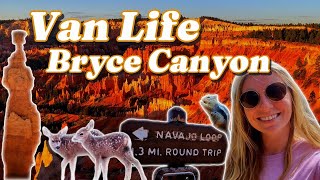 How to do Bryce Canyon National Park in one day  Itinerary in Description [upl. by Neicul]