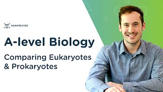 Comparing Eukaryotes amp Prokaryotes  Alevel Biology  OCR AQA Edexcel [upl. by Carleen330]