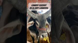 Una de las razas que podrás encontrar en la Expo Ganadera Jalisco son los ejemplares Guzerat 🐮🥛💚 [upl. by Ayidan]