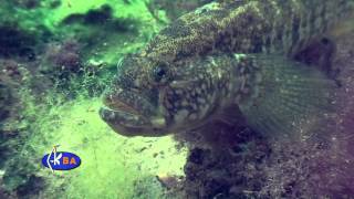 Бычок травяник Grass goby Zosterisessor ophiocephalus [upl. by Saxon]