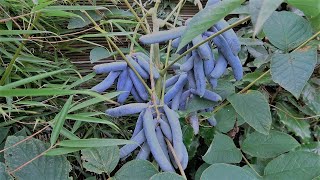 Decaisnea fargesii Strange Blue Sausage Fruit [upl. by Naruq]