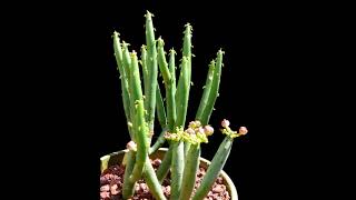 Euphorbia Leucodendron Pencil Cactus Leafless [upl. by Nirik998]