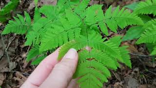 Oak Fern Gymnocarpium dryopteris [upl. by Emelina]