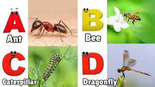 Insects ABC Song  Insects Alphabet Song  Phonics for Kids  Alphabet Letters [upl. by Nivlag]