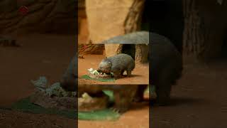 Real Wombat Sounds  High Quality  Strange Wombat Sound Experience  4K shorts [upl. by Chrisse]